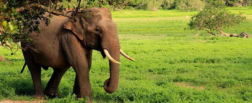 Udawalawa National Park Safari Tour with Experienced Guides - The elephant encounters that make the trip memorable