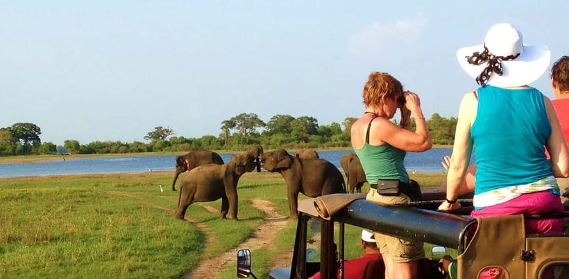 Udawalawa National Park Safari Tour with Experienced Guides - Beyond elephants: crocodiles, deer, birds, and more