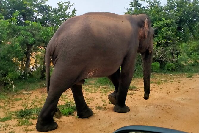 Udawalawa National Park Safari trip from Hikkaduwa/Galle/Weligama - The Real Cost: $48 Plus Park Charges
