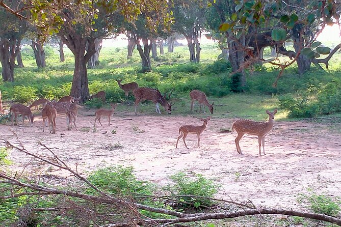 Udawalawa National Park Safari trip from Hikkaduwa/Galle/Weligama - A Private Tour, With One Booking Warning