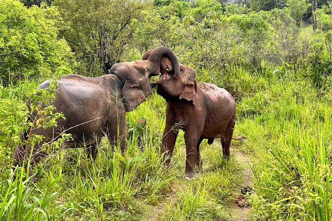 Udawalawa National Park Safari trip from Hikkaduwa/Galle/Weligama - Morning or Afternoon Session?
