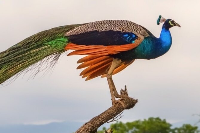 Udawalawa Safari Drive From Galle, Weligama, Mirissa & Dickwella - Other animals you might spot
