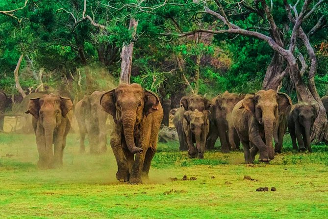 Udawalawa Safari Drive From Galle, Weligama, Mirissa & Dickwella - What the open jeep adds to the morning