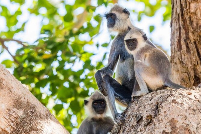 Udawalawa Safari Drive From Galle, Weligama, Mirissa & Dickwella - A simple breakfast in the park