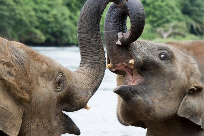 Udawalawa Safari Drive From Galle, Weligama, Mirissa & Dickwella - The $80 price and the extra park fee