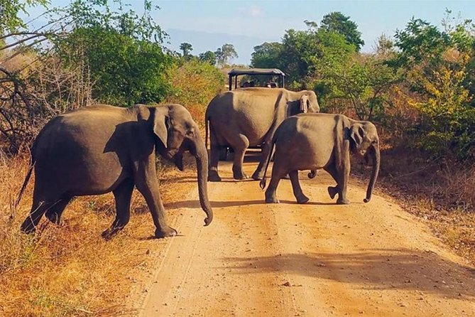 Udawalawa Safari Drive From Galle, Weligama, Mirissa & Dickwella - Pickup, timing, and the eight-hour schedule