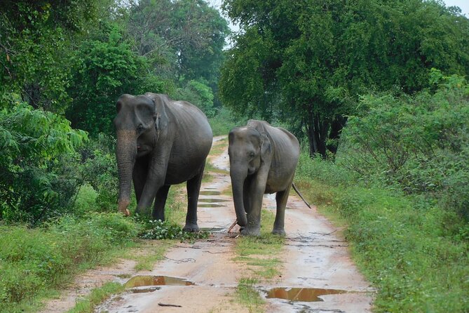 Udawalawa Safari & Elephants Orphanage Tour from Hambantota port - Key points to know before you go