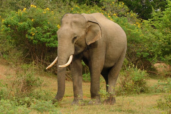 Udawalawa Safari & Elephants Orphanage Tour from Hambantota port - Who will enjoy this day most