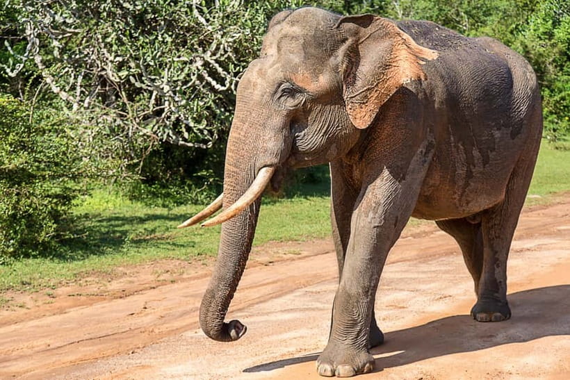 UDAWALAWA SAFARI TOUR from HAMBANTOTA PORT (Shore Excursion) - What the best guides do for you