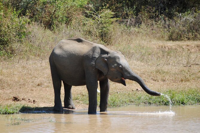 Udawalawe Elephant Safari: 3h Jeep Adventure (All Inclusive) - Why this Bentota to Udawalawe day is worth your time