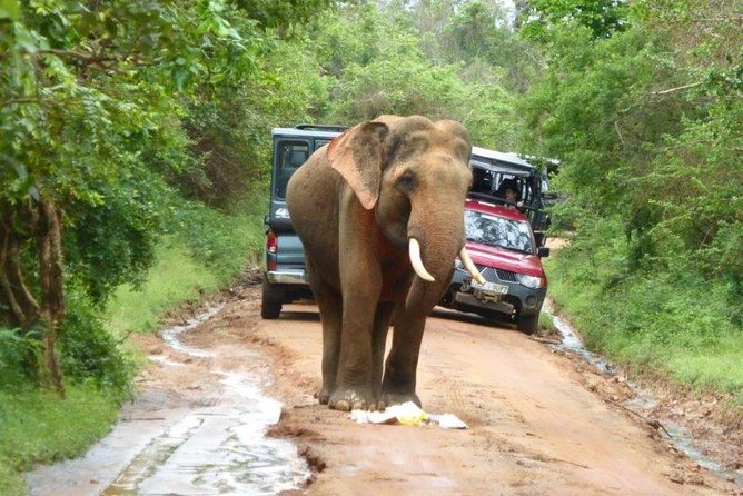 Udawalawe Elephant Safari: 3h Jeep Adventure (All Inclusive) - Three hours in Udawalawe National Park