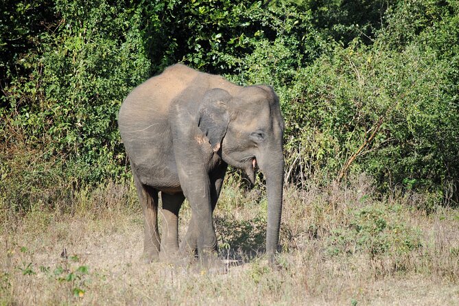 Udawalawe Elephant Safari: 3h Jeep Adventure (All Inclusive) - What the open park setting means for photographs