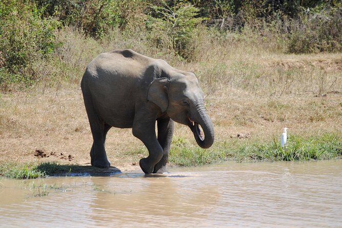 Udawalawe Elephant Safari: 3h Jeep Adventure (All Inclusive) - Private touring, safety, and comfort