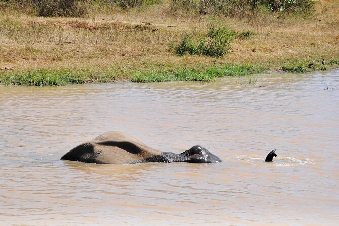 Udawalawe Elephant Safari: 3h Jeep Adventure (All Inclusive) - Is $172 per person good value?