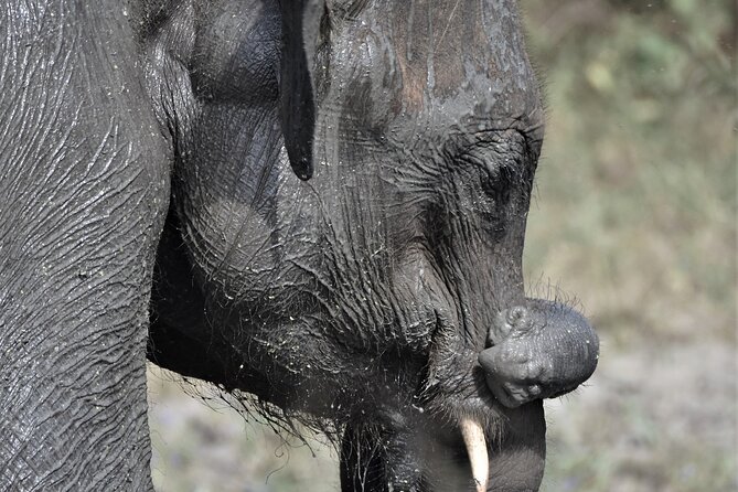 Udawalawe Elephant Safari: 3h Jeep Adventure (All Inclusive) - Who will enjoy this safari most