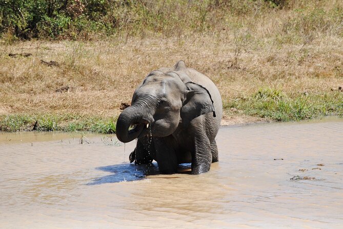 Udawalawe Elephant Safari: 3h Jeep Adventure (All Inclusive) - The long ride from Bentota to the park
