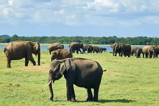 Udawalawe Elephant Safari and Orphanage Tour Shore Excursions - Key Points Before You Book