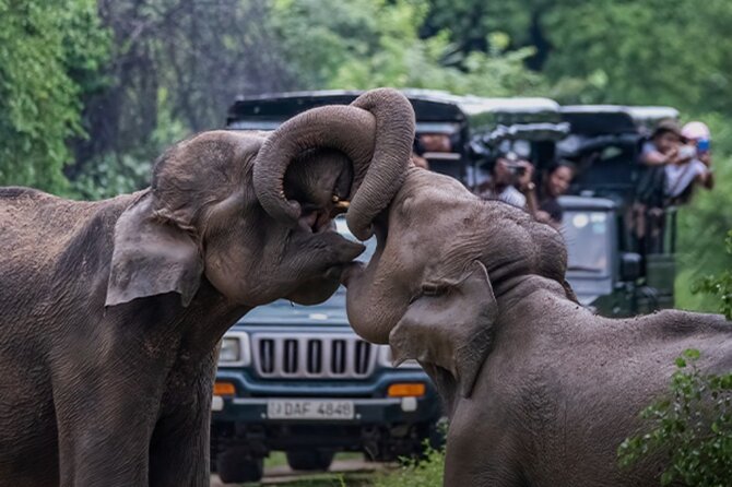 Udawalawe Jeep Safari from Bentota Aluthgama Berawula Area - Key points to know before booking