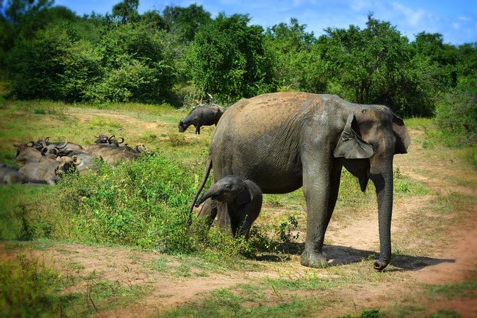 Udawalawe National Park 6-Hour Private Safari Tour - What you may see at Udawalawe