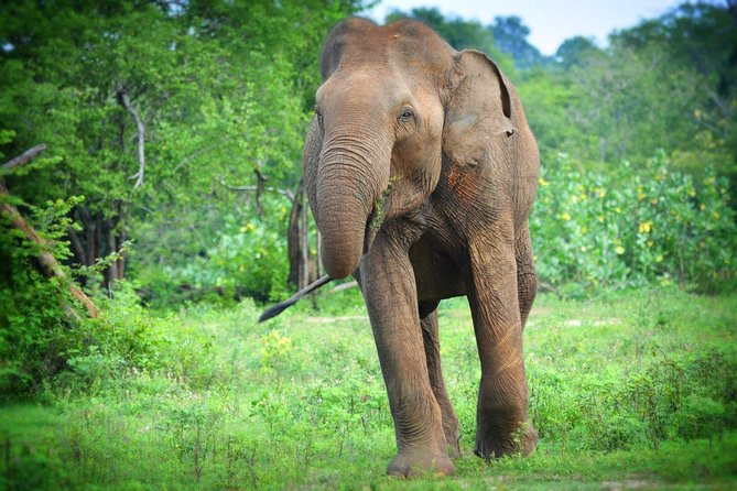 Udawalawe National Park 6-Hour Private Safari Tour - The local guide makes the difference