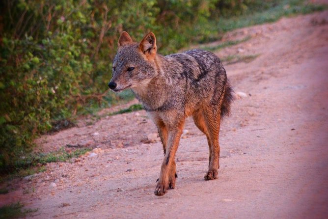 Udawalawe National Park 6-Hour Private Safari Tour - What is included, and what needs checking