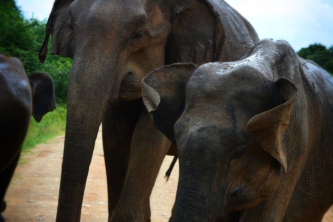 Udawalawe National Park 6-Hour Private Safari Tour - Is $55 per person good value?