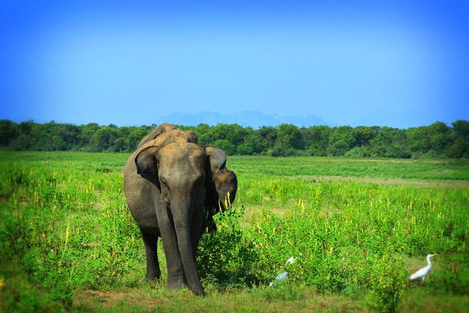 Udawalawe National Park 6-Hour Private Safari Tour - Who will enjoy this safari most?