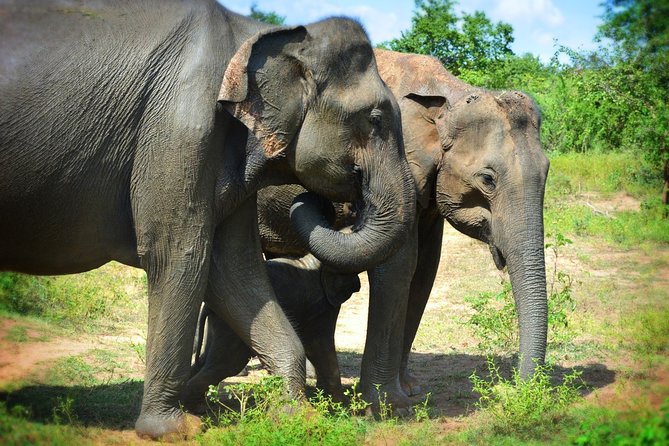 Udawalawe National Park 6-Hour Private Safari Tour - Why a private jeep changes the outing