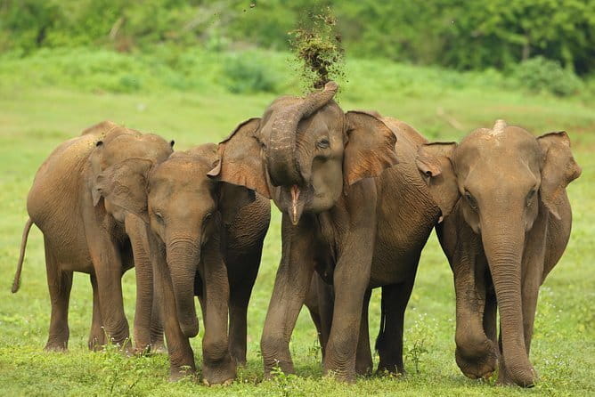 Udawalawe National Park Adventure - Food, comfort, and the practical side