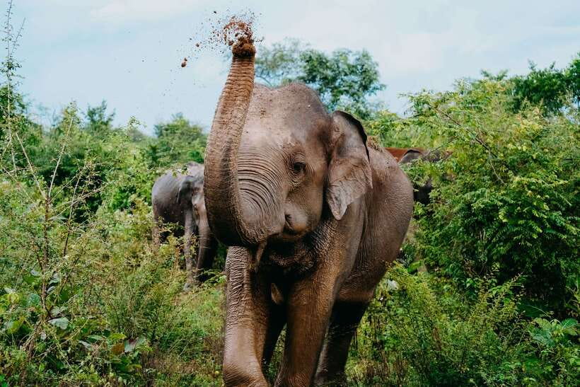 Udawalawe National Park: Elephant Safari with Expert Guide - Five things to know before you book
