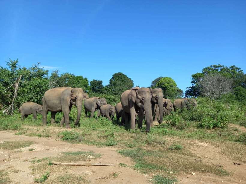 Udawalawe National Park: Elephant Safari with Expert Guide - Four hours inside Udawalawe National Park