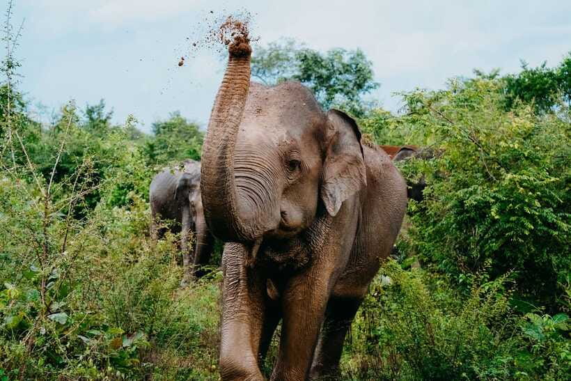 Udawalawe National Park: Elephant Safari with Expert Guide - How the guides shape the experience