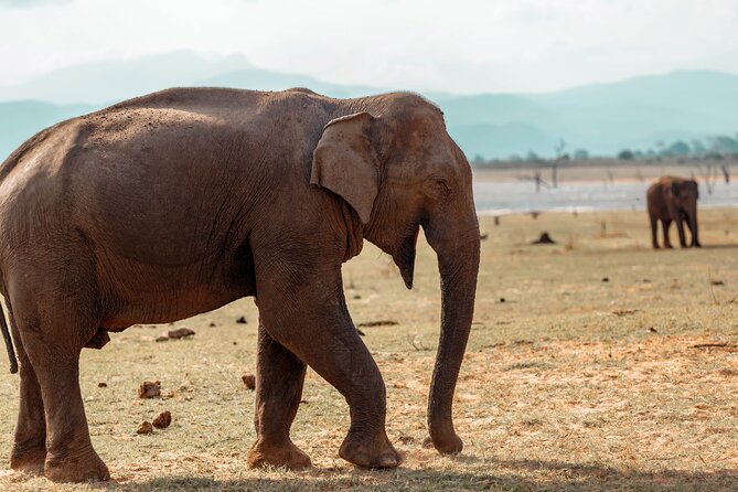 Udawalawe National Park Entrance Ticket with Private Safari - Why Udawalawe is a strong safari choice in Sri Lanka
