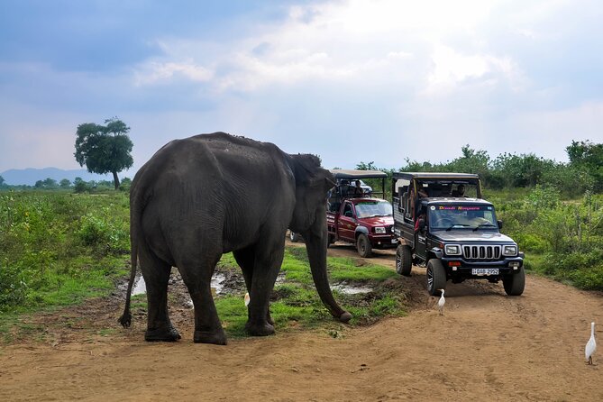 Udawalawe National Park Entrance Ticket with Private Safari - Pickup, meeting point, and the practical details