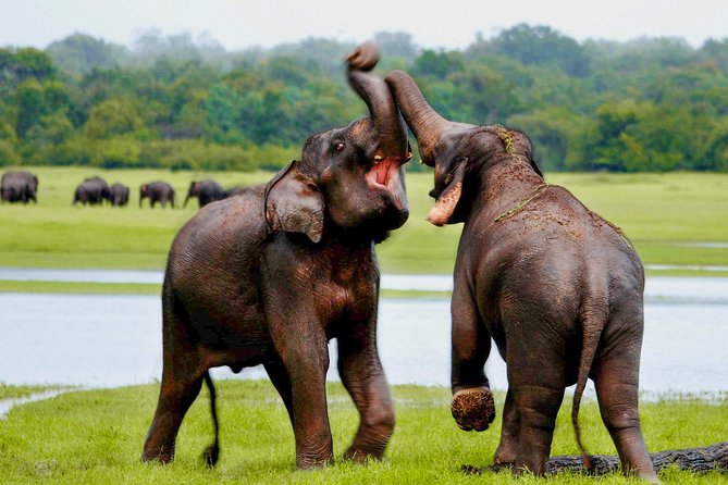 Udawalawe National Park Entrance Ticket with Private Safari - Choosing between the ticket and safari options