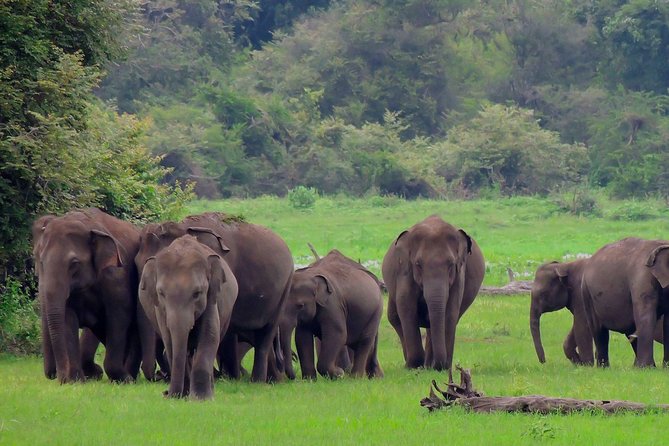 Udawalawe National Park Safari - Key points to know before booking