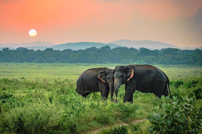 Udawalawe National Park Safari - Choosing between the 6:00 am and 3:00 pm departures