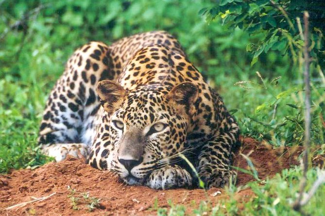 Udawalawe National Park Safari - How much value do you get for $27?