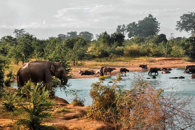 Udawalawe National Park Safari - Comfort, safety, and the rough-road reality