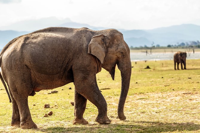 Udawalawe National Park Safari - Who should book this Udawalawe safari?