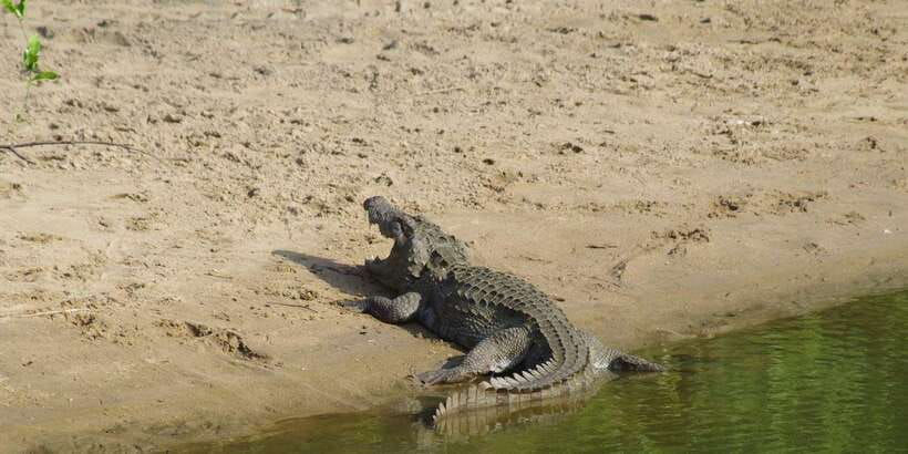 Udawalawe National Park Safari and Elephant Transit Home - Key points to know before booking