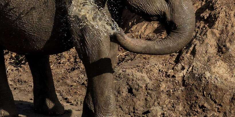 Udawalawe National Park Safari and Elephant Transit Home - Why Udawalawe makes a strong safari choice