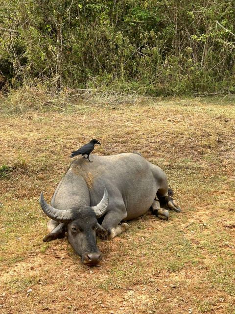 Udawalawe National Park Safari and Elephant Transit Home - The Elephant Transit Home adds a different perspective