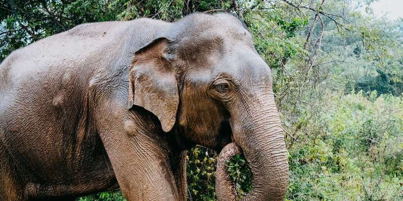 Udawalawe National Park Safari and Elephant Transit Home - What the feedback tells you about the guide