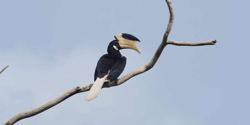 Udawalawe National Park Safari and Elephant Transit Home - What the five-hour outing includes