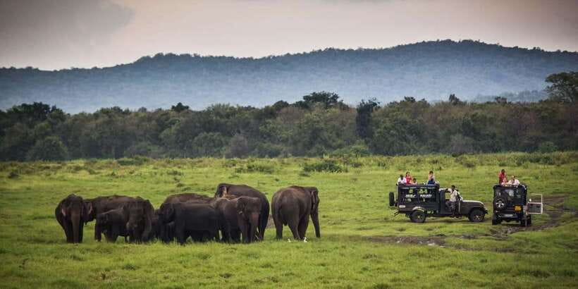 Udawalawe: National Park Safari & Elephant Transit Home Tour - Cost, group size, and the real value