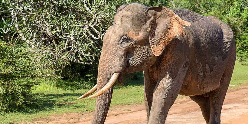 Udawalawe: National park safari & Elephant Transit Home Tour - The early morning departure sets the tone