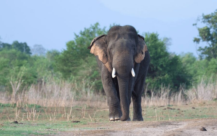 Udawalawe National Park Safari & Elephant Transit Home Visit - Who will enjoy this safari most