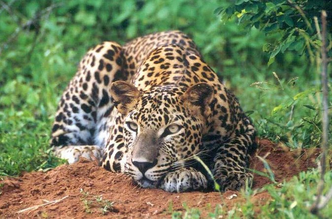 Udawalawe National Park Safari from Ahangama - What the $104 price really covers