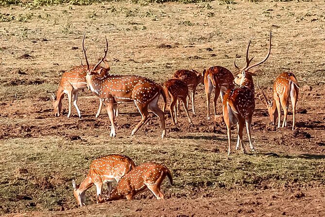 Udawalawe National Park Safari from Ahungalla - Who will enjoy this Udawalawe trip most